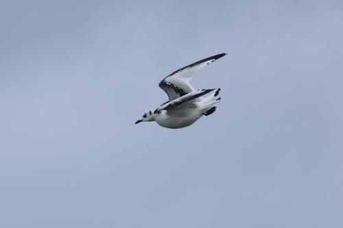 Dreizehenmöwe (Jungvogel)