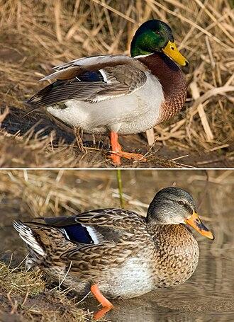 Stockente