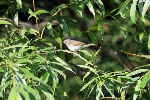 Zilpzalp (Jungvogel)