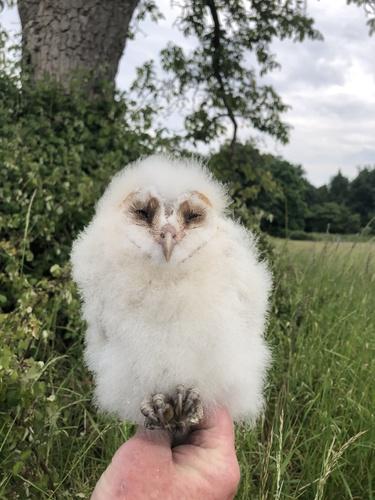 Schleiereule (Jungvogel)