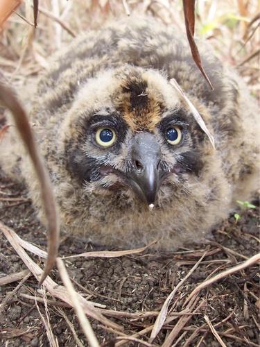 Sumpfohreule (Jungvogel)