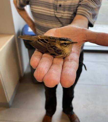 Schilfrohrsänger (Jungvogel)