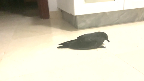 Bulwersturmvogel