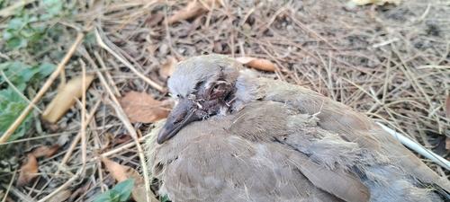 Türkentaube (Jungvogel)