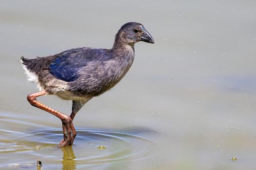 Purpurhuhn (Jungvogel)