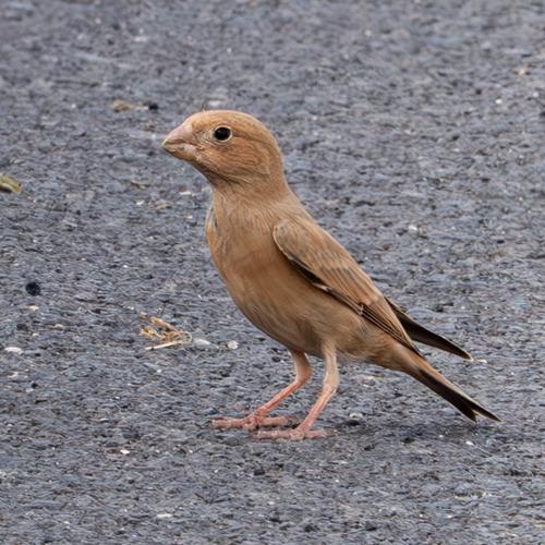 Wüstengimpel (Jungvogel)