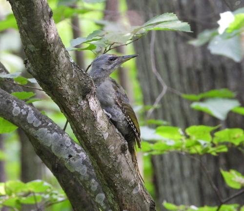 Grauspecht (Jungvogel)