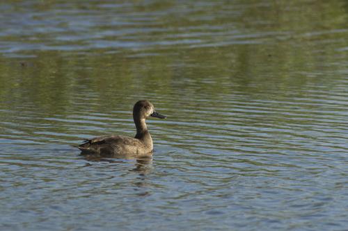 Bergente (Jungvogel)