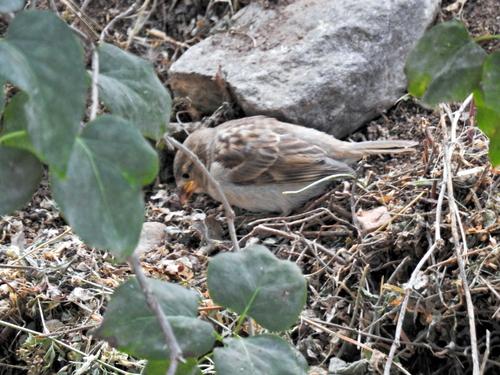 Italiensperling (Jungvogel)