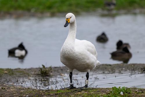 Zwergschwan