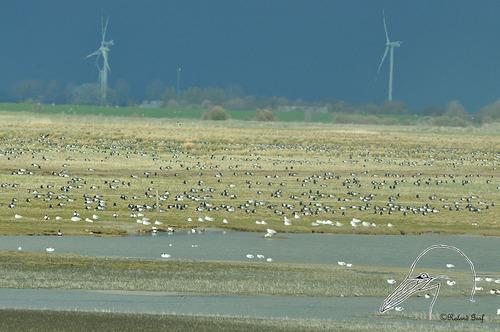 Weißwangengans