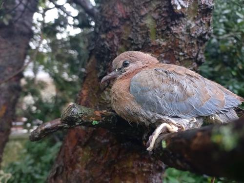 Palmtaube (Jungvogel)