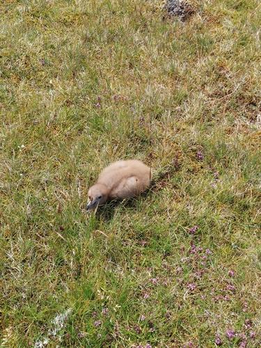 Skua (Jungvogel)