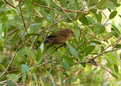 Seidensänger (Jungvogel)