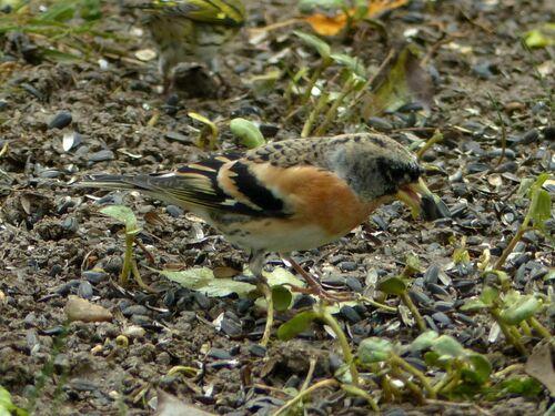 Bergfink (Jungvogel)