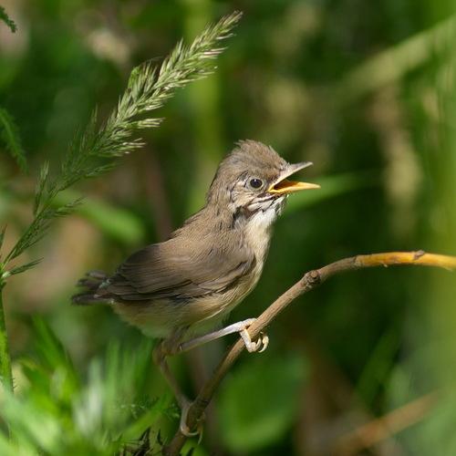 Buschrohrsänger (Jungvogel)