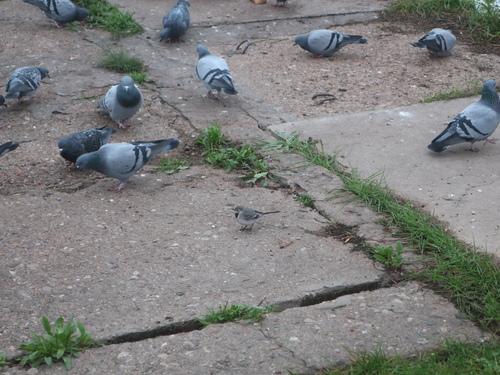 Bachstelze (Jungvogel)