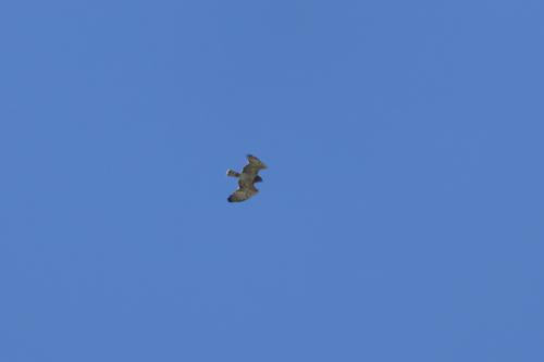 Schlangenadler