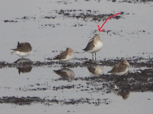 Sichelstrandläufer (Jungvogel)