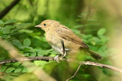Gartengrasmücke (Jungvogel)