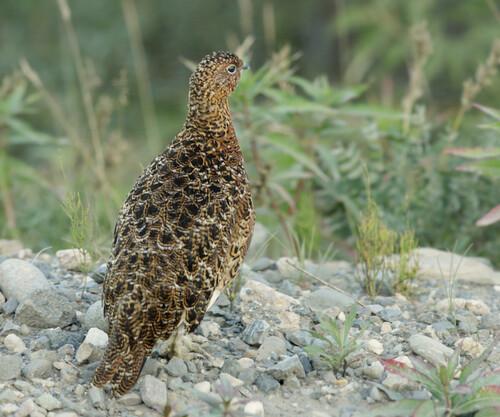 Moorschneehuhn