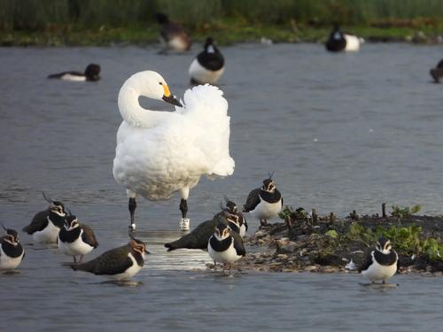 Zwergschwan