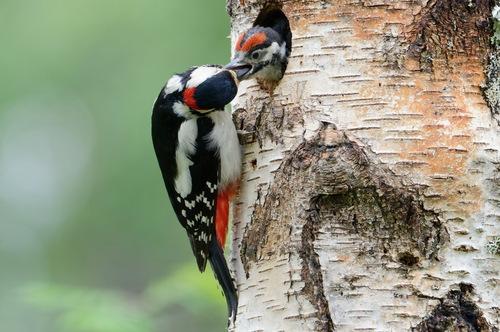 Buntspecht (Jungvogel)