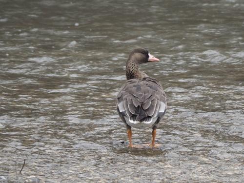 Bläßgans (Jungvogel)