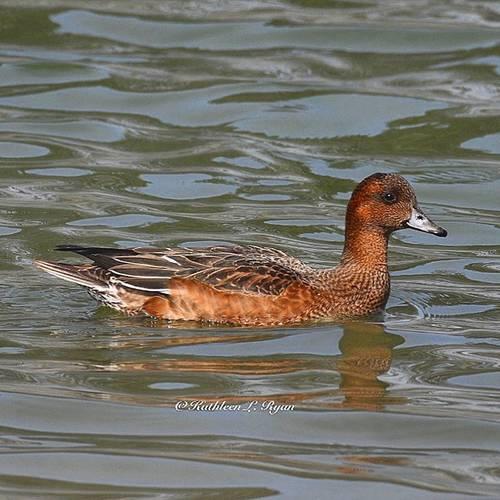 Pfeifente (Weibchen)