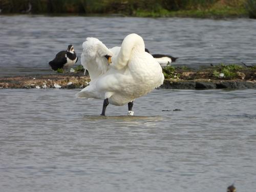 Zwergschwan