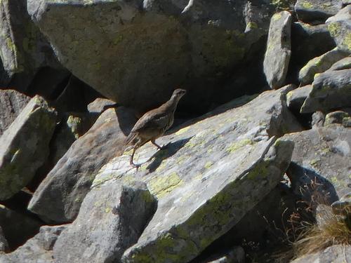 Steinhuhn (Jungvogel)