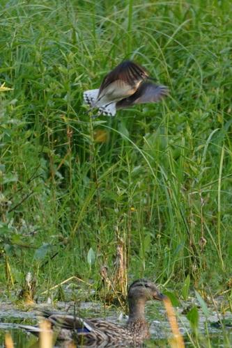 Waldwasserläufer