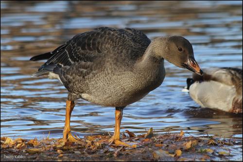 Waldsaatgans (Jungvogel)