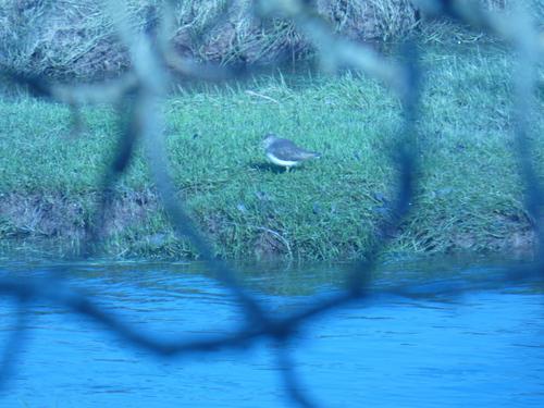 Waldwasserläufer (Jungvogel)