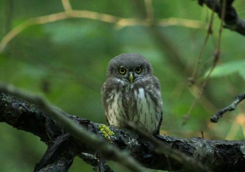 Sperlingskauz (Jungvogel)