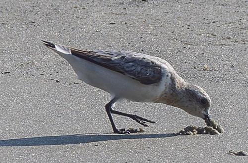 Sanderling