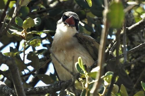 Blauelster (Jungvogel)