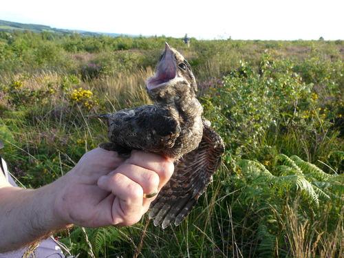 Nachtschwalbe (Jungvogel)