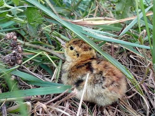 Rebhuhn (Jungvogel)