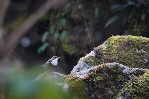 Wasseramsel