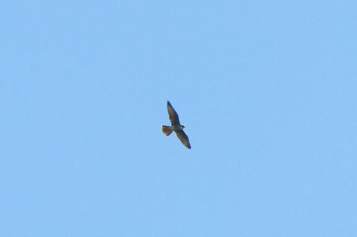 Lannerfalke (Jungvogel)