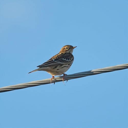 Rotkehlpieper (Jungvogel)