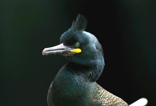 Krähenscharbe