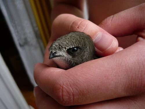 Mauersegler (Jungvogel)