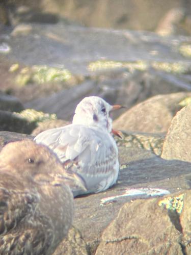 Lachmöwe (Jungvogel)