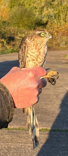 Sperber (Jungvogel)