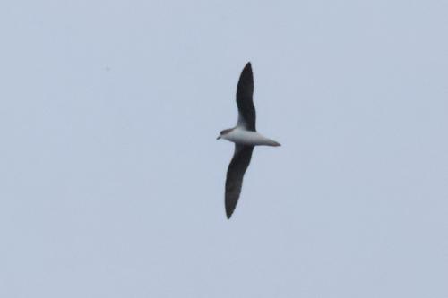 Desertassturmvogel