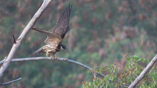 Baumfalke