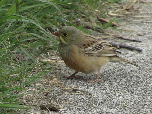 Ortolan