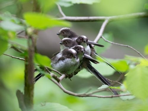 Schwanzmeise (Jungvogel)